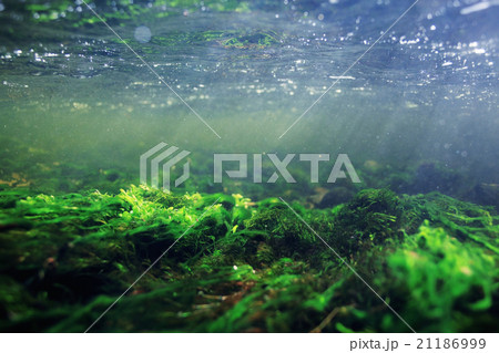 Underwater in a mountain river 21186999