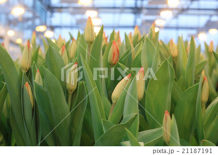 yellow tulips spring background yellow tulips spring background 21187191