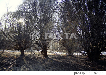 early spring landscape of the snow in the forest 21187597