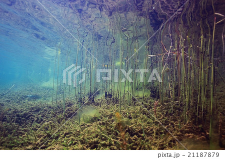 Underwater World on the lake, reeds and clear water 21187879