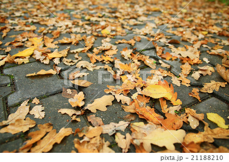 background of fallen leaves on the asphalt in the city 21188210