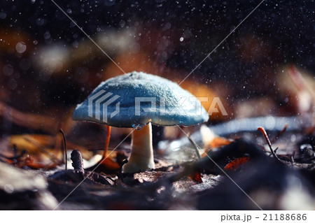 small poisonous mushroom, magic picture small poisonous mushroom, magic picture 21188686