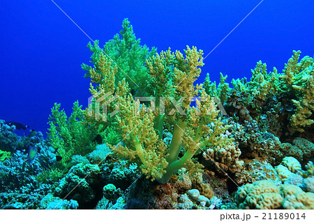 branches of coral underwater macro photo 21189014