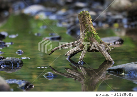 landscape snag in the swamp 21189085