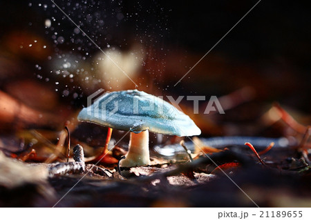 small poisonous mushroom, magic picture small poisonous mushroom, magic picture 21189655
