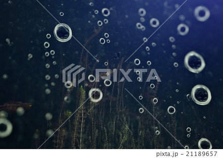 Underwater World on the lake, reeds and clear water 21189657