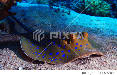 stingray on the seabed stingray on the seabed 21189707
