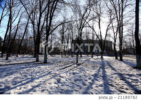 Winter forest landscape on a sunny day Winter forest landscape on a sunny day 21189782