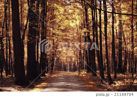 landscape background in sunny autumn park landscape background in sunny autumn park 21189784