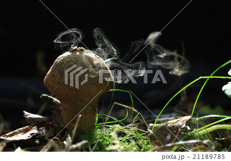 small poisonous mushroom, magic picture 21189785