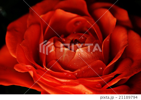red rose flower macro 21189794