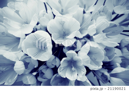 spring bouquet of flowers, white crocus snowdrops spring bouquet of flowers, white crocus snowdrops 21190021