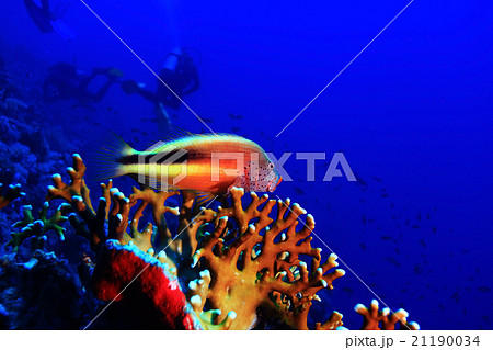 coral reef underwater photo coral reef underwater photo 21190034