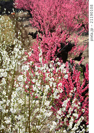 はなもも はなもも 21190108