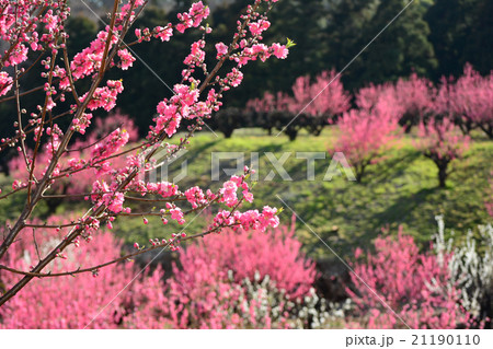 花桃の丘 21190110