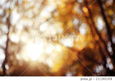 background solar flare from the lens Autumn background with leaves background solar flare from the lens Autumn background with leaves 21190209