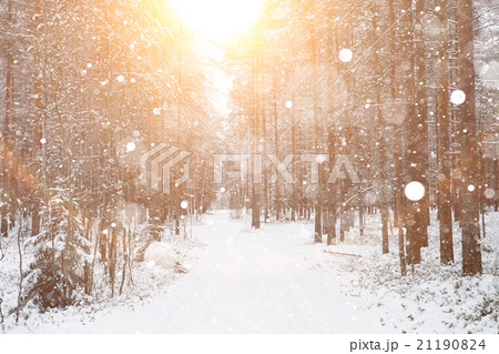winter road in a snowy forest winter road in a snowy forest 21190824