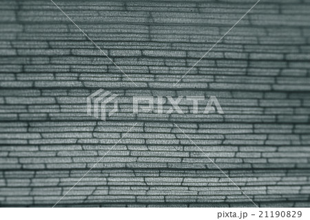monochrome texture bamboo monochrome texture bamboo 21190829
