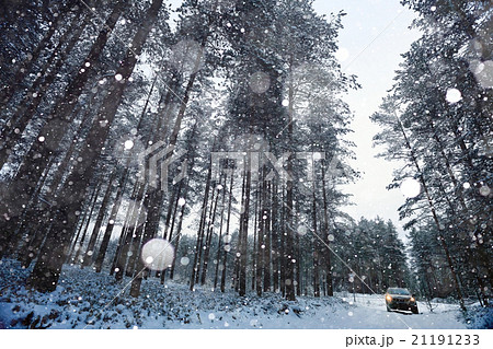 Snow in the forest landscape 21191233