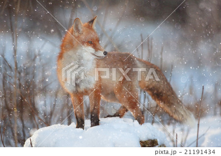 red fox in winter forest Pretty 21191434