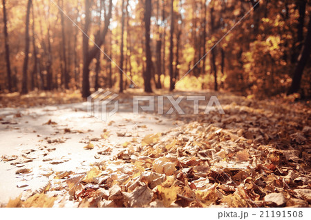 autumn landscape in nature 21191508