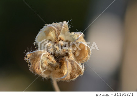 芙蓉の実 21191871