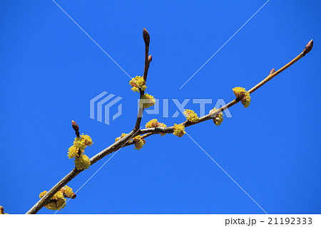 ダンコウバイ 21192333