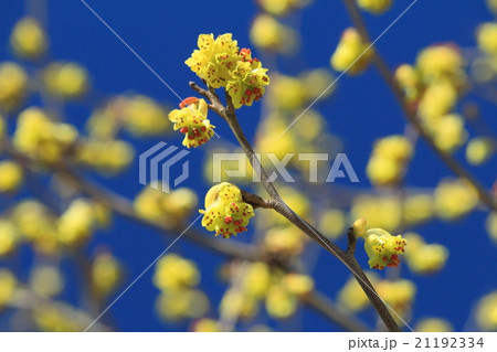 トサミズキ 21192334