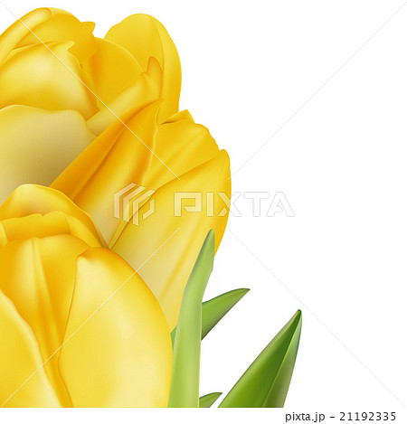 Tulips decorative background. EPS 10 Tulips decorative background. EPS 10 21192335