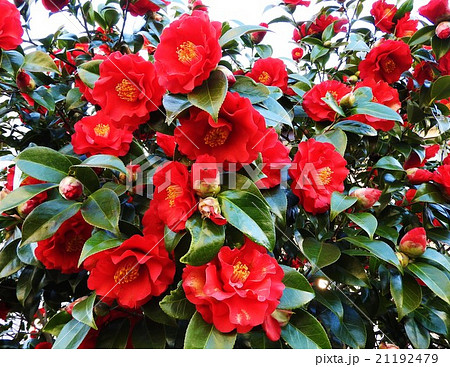 古来より日本人に愛されてきた椿 冬場の炉の季節は茶席が椿一色となるので茶花の女王の異名をもつ の写真素材