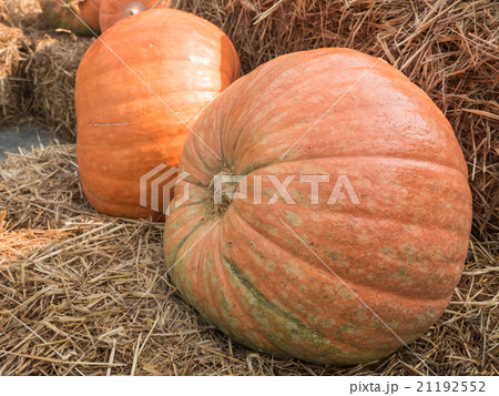 Giant pumpkin on straw. Giant pumpkin on straw. 21192552