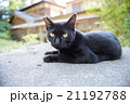 のらねこ 21192788