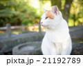 のらねこ 21192789