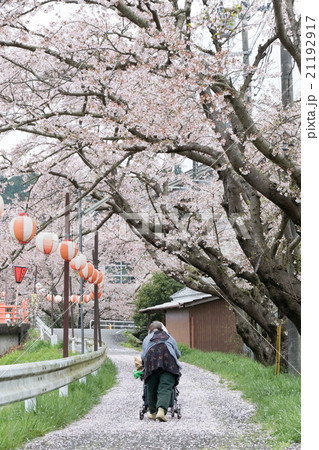 水分桜(みまくりさくら)奈良県宇陀市菟田野古市場 水分桜(みまくりさくら)奈良県宇陀市菟田野古市場 21192917