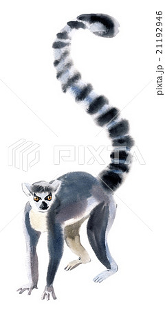 Watercolor illustration of a cat lemur 21192946
