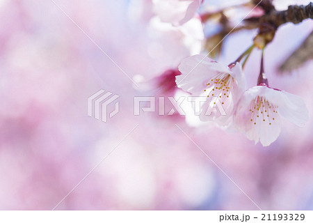 満開の緋寒桜 満開の緋寒桜 21193329