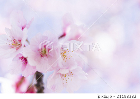 満開の緋寒桜 21193332