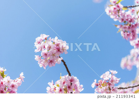 満開の緋寒桜 21193341