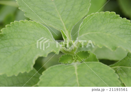 マンジェリコン マンジェリコン 21193561