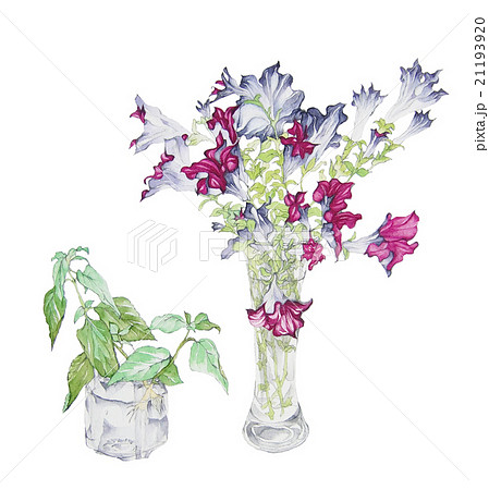 花 ペチュニアの水彩画イラスト 静物画のイラスト素材