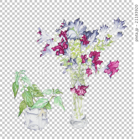 水彩例證·花·矮牽牛靜物畫圖畫 水彩例證·花·矮牽牛靜物畫圖畫 21193920