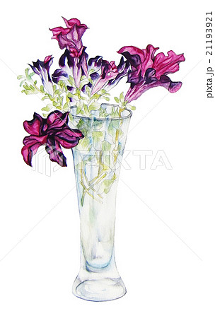 花 ペチュニアの水彩画イラスト 静物画のイラスト素材