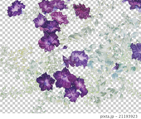 花・ペチュニアの水彩画イラスト・装飾画 21193923