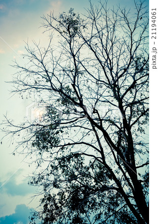 A silhouette tree with  sky background 21194061
