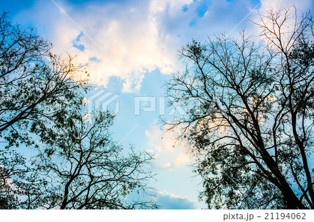 A silhouette tree with sky background A silhouette tree with sky background 21194062