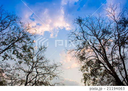 A silhouette tree with sky background A silhouette tree with sky background 21194063