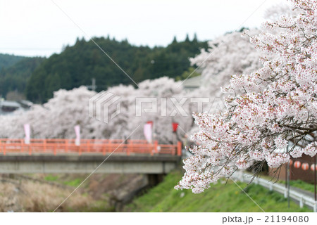 水分桜(みまくりさくら)奈良県宇陀市菟田野古市場 水分桜(みまくりさくら)奈良県宇陀市菟田野古市場 21194080