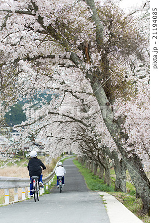 水分桜(みまくりさくら)奈良県宇陀市菟田野古市場 水分桜(みまくりさくら)奈良県宇陀市菟田野古市場 21194085