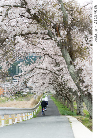水分桜(みまくりさくら)奈良県宇陀市菟田野古市場 水分桜(みまくりさくら)奈良県宇陀市菟田野古市場 21194086