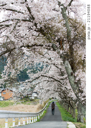 水分桜(みまくりさくら)奈良県宇陀市菟田野古市場 水分桜(みまくりさくら)奈良県宇陀市菟田野古市場 21194088